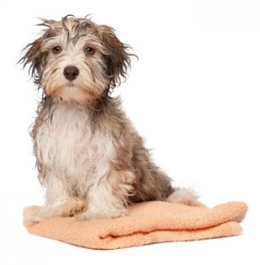 Wet chocolate havanese puppy dog after bath